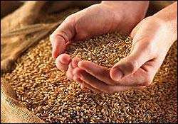 عراق عمده ترین وارد کنندۀ گندم و برنج در خاورمیانه