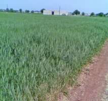 برنامه ریزی عراق برای افزایش تولید گندم
