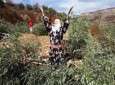 العدو يستبيح الاراضي الزراعية الفلسطينية