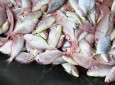 A total of 14,984 tons of Iranian fishery products, valued at $58.5 million, were exported in spring 2013.