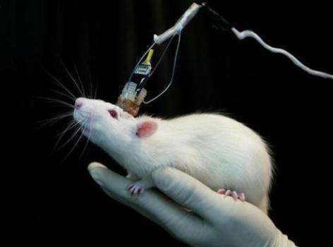 باحثون يكشفون النقاب عن خريطة تفصيلية لمخ الفأر