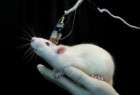 باحثون يكشفون النقاب عن خريطة تفصيلية لمخ الفأر