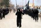 Over 50,000 ISIL terrorists fight in Syria: UK-based NGO