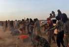 ISIL executes about 1,500 in Syria
