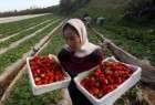 Israeli blockade badly harms Gaza farming