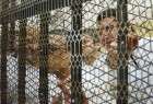 دادگاه نظامی مصر شماری از اعضای اخوان المسلمین را به حبس ابد محکوم کرد