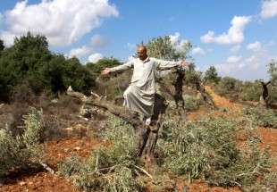 Israeli settlers caught on camera looting Palestinian olive gardens