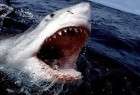 ما العلاقة بين أصل أسناننا وأسماك القرش؟