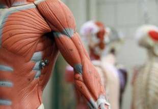 عضلات اصطناعية للروبوتات تجعلها ترفع حمولات ضعف وزنها ألف مرة