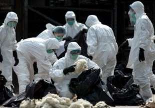 تفشي سلالة شديدة العدوى من إنفلونزا الطيور بهولندا