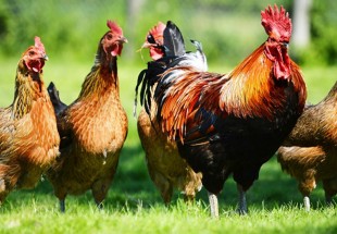 علماء يتمكنون من فهم لغة الدجاج