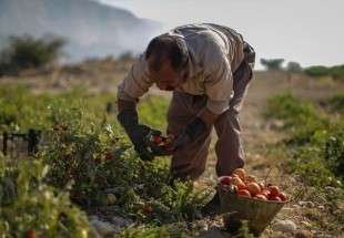 Iraq bans entry of some Iranian crops