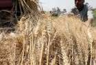 مسؤول: احتياطي مصر من القمح 3 ملايين طن ويكفي لأوائل مايو