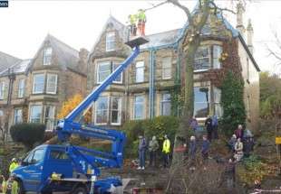في بريطانيا.. تسميم العمال للحفاظ على الأشجار