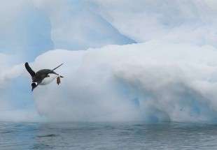 علماء روس يبحثون عن الحياة في جليد القطب الجنوبي
