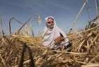 Israel sprays toxic herbicides on Palestinian farmland in Gaza
