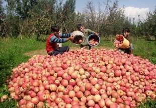 تصدير التفاح من ايران سجل رقماً قياسياً
