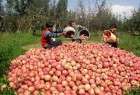 تصدير التفاح من ايران سجل رقماً قياسياً