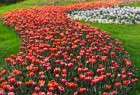 Tulips Festival in Arak (photo)  <img src="/images/picture_icon.png" width="13" height="13" border="0" align="top">