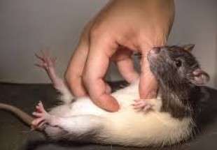 "الفئران" في نيويورك تهدد صحة الملايين‎