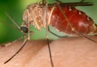 تحذيرات من عودة تفشي الملاريا في العالم