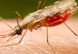 لدغة البعوض قد تدمر النظام المناعي البشري