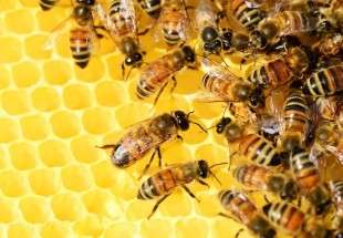 إكتشاف خاصية علاجية جديدة للعسل