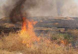 ​ناکامی داعش در آتش زدن مزارع گندم عراقی ها