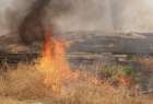 ​ناکامی داعش در آتش زدن مزارع گندم عراقی ها