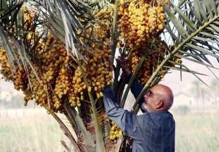 Iran exports 253k tons of dates to 86 countries