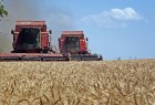 ادرات روسيا من الحبوب للعام الزراعي الحالي تقدر بـ 45 مليون طن