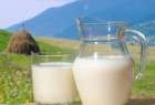 دراسة صادمة الحليب كامل الدسم يقلل مخاطر الجلطات