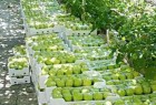إنتاج 102 ألف طن من التفاح في حمص خلال الموسم الحالي