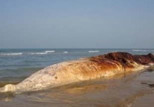​کشف لاشه نهنگ غول پیکر در ساحل استان بوشهر