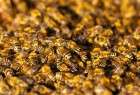 كندا تمنع إستخدام مبيدات حشرية في الزراعة لخطورتها على النحل