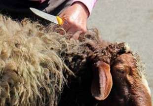 ویدئویی از یک اتفاق غیرمنتظره پس از خرید گوسفند برای عید قربان!
