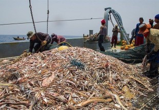 ​واکنش سازمان محیط زیست به حضور ماهیگیران چینی‌ در دریای عمان چه بود؟