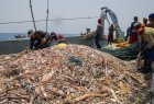 ​واکنش سازمان محیط زیست به حضور ماهیگیران چینی‌ در دریای عمان چه بود؟