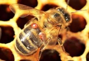زنبورهای عسل به کافئین وابسته می‌شوند!