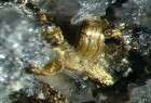 استخراج 10 كغم من الذهب الخالص عبر منجم ايراني