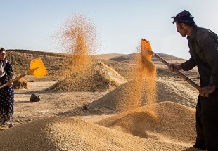افزایش یک میلیون تنی تولید گندم در کشور