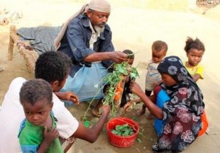 Without anything to eat Yemenis feed on leaves to survive famine