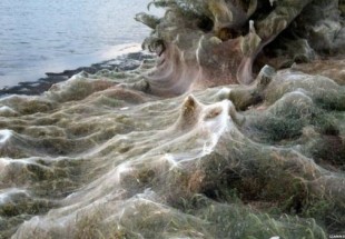 شبكة عنكبوت ضخمة تغطي مساحة كبيرة في اليونان