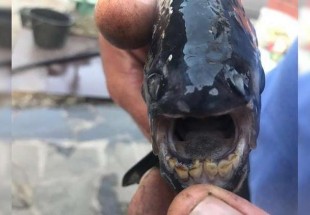العثور على سمكة مرعبة بـ "أسنان إنسان" في نهر روسي!