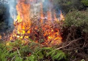 إجلاء العشرات بسبب اندلاع حرائق الغابات جنوب كرواتيا