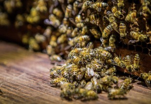 السجن والغرامة عقوبة لمزارع نمساوي… والسبب النحل