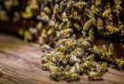 السجن والغرامة عقوبة لمزارع نمساوي… والسبب النحل