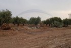ترکیه و «ارتش آزاد» درصدد انتقال محصولات کشاورزی سوریه به خاک خود