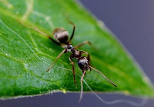 من عالم النمل.. 5 أمور نتعلمها في النظام والإدارة