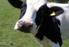 إسكتلندا تعلن إكتشاف جنون البقر في البلاد